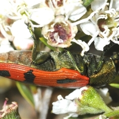 Castiarina ignota at Denman Prospect, ACT - 11 Dec 2024 09:18 PM