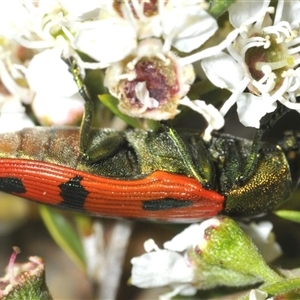 Castiarina ignota at Denman Prospect, ACT - 11 Dec 2024 09:18 PM