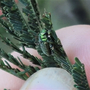 Diphucephala sp. (genus) at Bungendore, NSW - 11 Dec 2024