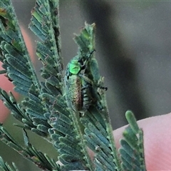 Diphucephala sp. (genus) at Bungendore, NSW - suppressed