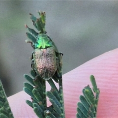 Diphucephala sp. (genus) at Bungendore, NSW - suppressed