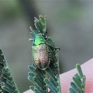 Diphucephala sp. (genus) at Bungendore, NSW - suppressed