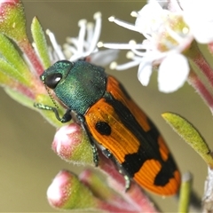 Castiarina scalaris (Scalaris jewel beetle) at Denman Prospect, ACT - 11 Dec 2024 by Harrisi