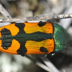 Castiarina scalaris at Denman Prospect, ACT - 11 Dec 2024 04:40 PM