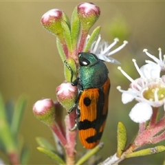 Castiarina scalaris at Denman Prospect, ACT - 11 Dec 2024 04:40 PM