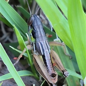 Praxibulus sp. (genus) (A grasshopper) at Bungendore, NSW by clarehoneydove