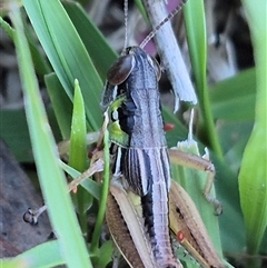 Praxibulus sp. (genus) at Bungendore, NSW - 11 Dec 2024