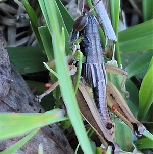 Praxibulus sp. (genus) at Bungendore, NSW - 11 Dec 2024