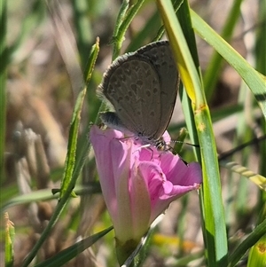 Zizina otis (Common Grass-Blue) at Bungendore, NSW by clarehoneydove