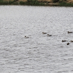 Chenonetta jubata at Dry Plain, NSW - 29 Dec 2023