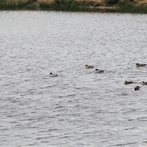 Chenonetta jubata at Dry Plain, NSW - 29 Dec 2023