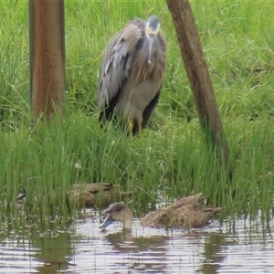 Egretta novaehollandiae at Dry Plain, NSW - 29 Dec 2023