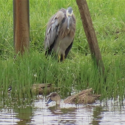 Egretta novaehollandiae at Dry Plain, NSW - 29 Dec 2023 by AndyRoo