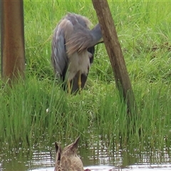 Egretta novaehollandiae at Dry Plain, NSW - 29 Dec 2023