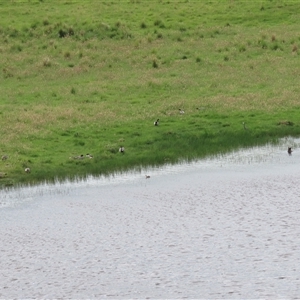 Egretta novaehollandiae at Dry Plain, NSW - 29 Dec 2023