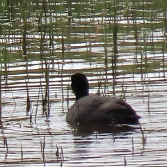 Fulica atra (Eurasian Coot) at Dry Plain, NSW - 29 Dec 2023 by AndyRoo