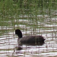 Fulica atra at Dry Plain, NSW - 29 Dec 2023