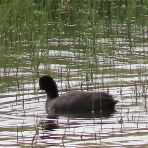 Fulica atra at Dry Plain, NSW - 29 Dec 2023