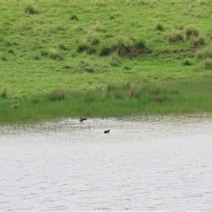 Fulica atra at Dry Plain, NSW - 29 Dec 2023