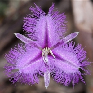 Thysanotus tuberosus at Paddys River, ACT by TimL