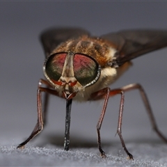 Unidentified March or Horse fly (Tabanidae) at Paddys River, ACT - 11 Dec 2024 by TimL