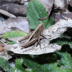 Praxibulus sp. (genus) (A grasshopper) at Paddys River, ACT - 11 Dec 2024 by TimL