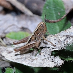 Brachyexarna lobipennis at Paddys River, ACT - 11 Dec 2024 11:39 AM