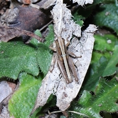 Brachyexarna lobipennis at Paddys River, ACT - 11 Dec 2024 11:39 AM