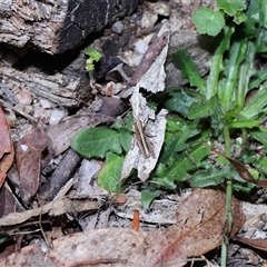 Brachyexarna lobipennis at Paddys River, ACT - 11 Dec 2024