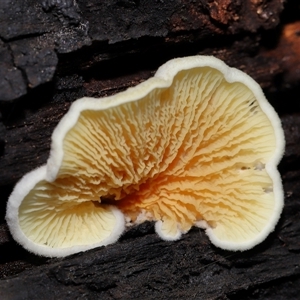 Schizophyllum commune at Paddys River, ACT - 11 Dec 2024 10:36 AM