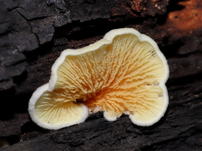 Schizophyllum commune at Paddys River, ACT - 11 Dec 2024 by TimL