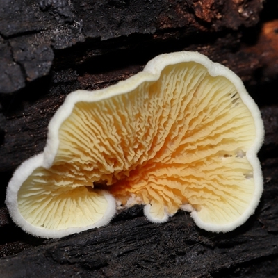 Schizophyllum commune at Paddys River, ACT - 11 Dec 2024 by TimL