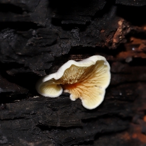 Schizophyllum commune at Paddys River, ACT - 11 Dec 2024 10:36 AM
