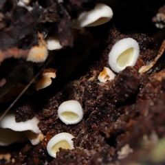 Schizophyllum commune at Paddys River, ACT - 11 Dec 2024 10:36 AM
