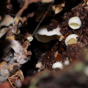Schizophyllum commune at Paddys River, ACT - 11 Dec 2024 10:36 AM