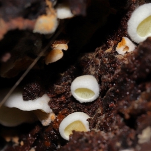 Schizophyllum commune at Paddys River, ACT - 11 Dec 2024 10:36 AM