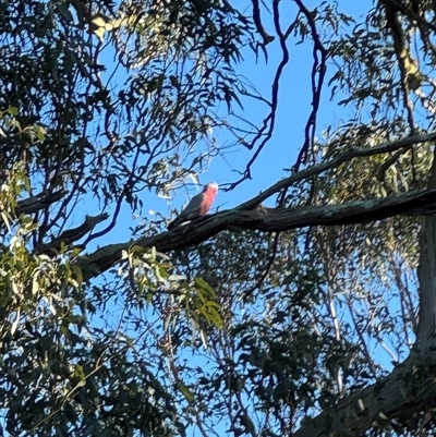 Eolophus roseicapilla at Brownlow Hill, NSW - 11 Dec 2024 by MaxDownes