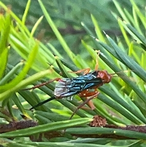 Unidentified Insect at Higgins, ACT by Jennybach