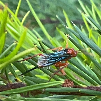 Lissopimpla excelsa (Orchid dupe wasp, Dusky-winged Ichneumonid) at Higgins, ACT - 12 Dec 2024 by Jennybach