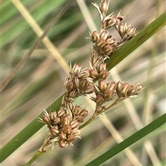 Juncus sp. at Gunning, NSW - 9 Dec 2024 by JaneR