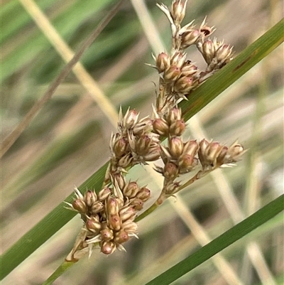 Juncus australis (Australian Rush) at Gunning, NSW - 9 Dec 2024 by JaneR