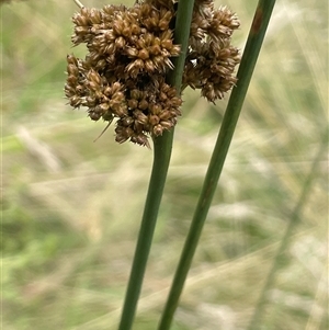 Juncus australis at Gunning, NSW - 9 Dec 2024 04:53 PM