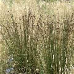 Juncus australis at Gunning, NSW - 9 Dec 2024 04:53 PM