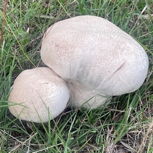 Calvatia sp. at Gunning, NSW - 9 Dec 2024