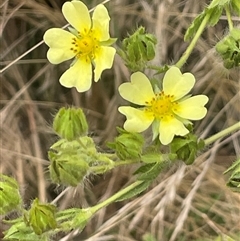 Potentilla recta (Sulphur Cinquefoil) at Gunning, NSW - 9 Dec 2024 by JaneR