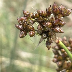 Juncus acutus (Sharp Rush) at Gunning, NSW - 9 Dec 2024 by JaneR