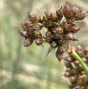 Juncus acutus (Sharp Rush) at Gunning, NSW by JaneR