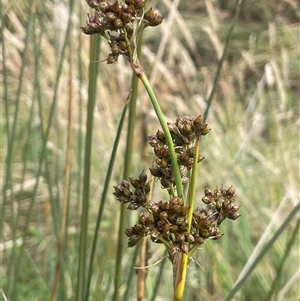 Juncus acutus at Gunning, NSW - 9 Dec 2024 04:26 PM