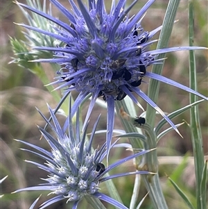 Eryngium ovinum (Blue Devil) at Gunning, NSW by JaneR