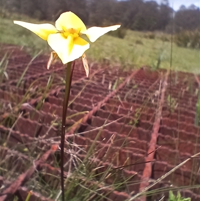 Diuris chryseopsis at Tantawangalo, NSW - 11 Dec 2024 by mahargiani